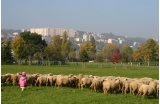 Alpage urbain, parc de Gerland, Lyon © DR - Crédit photo : DR  