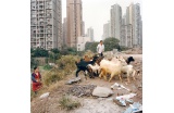 Chongqing - urban rise, urban farm, urban saturation. - Crédit photo : FRANCO Tim